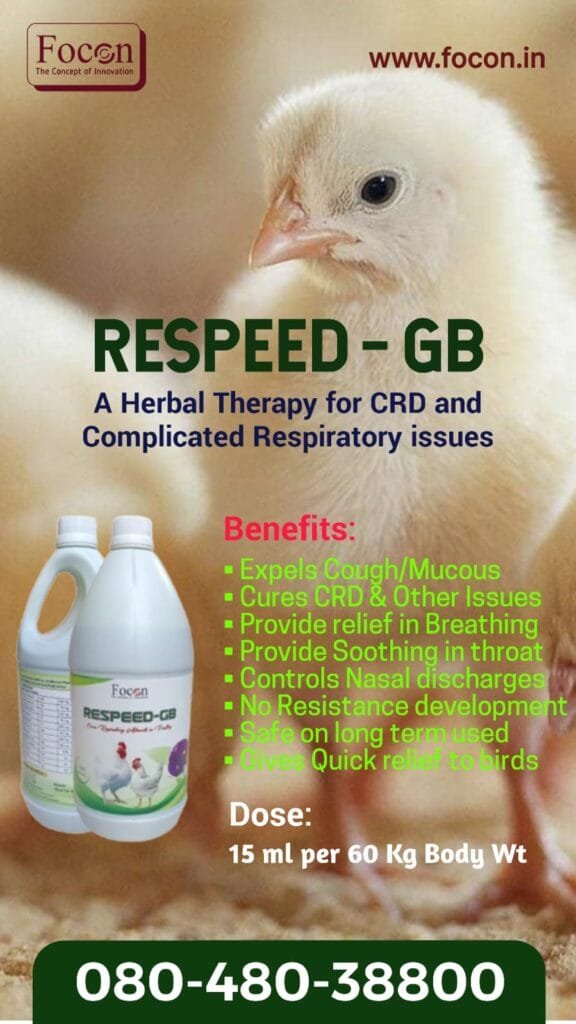 respeed gb