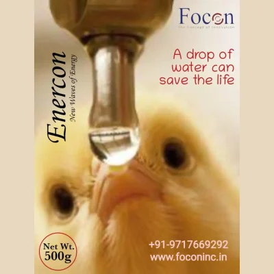 focon chiks